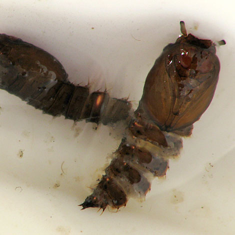 蛾蚋防治|有效消灭蛾蚋及预防方法 | 除虫公司,除虫推荐,除虫专家~耀