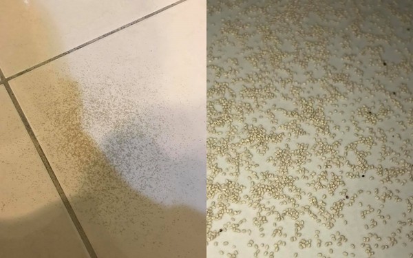 乾木白蟻 的顆粒