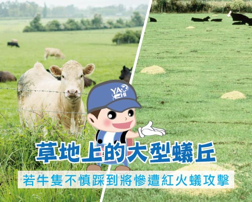 入侵紅火蟻 草地上蟻丘