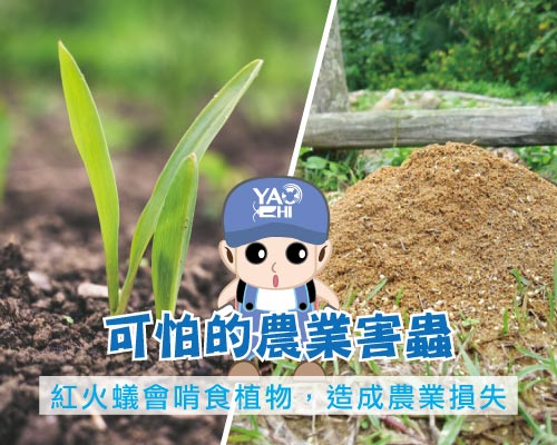 入侵紅火蟻 農業害蟲