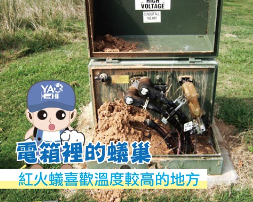 入侵紅火蟻 變電箱蟻巢