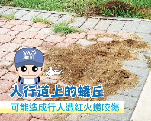 入侵紅火蟻 人行道蟻丘