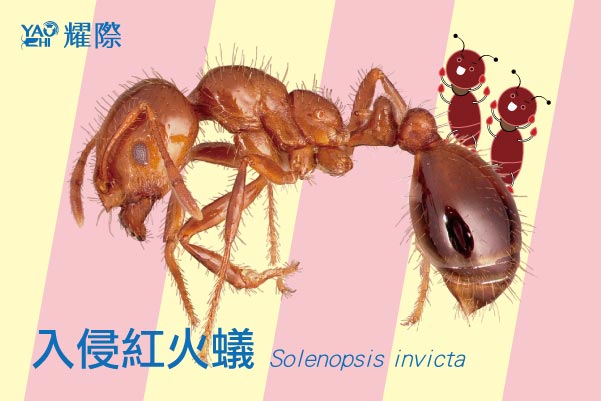 紅火蟻防治插圖02入侵紅火蟻近照web2