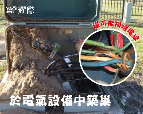 紅火蟻防治插圖10危害電氣設備web