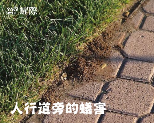 紅火蟻防治插圖11人行道旁蟻害web