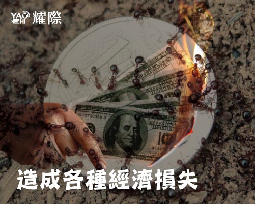 紅火蟻防治插圖12各種經濟損失web