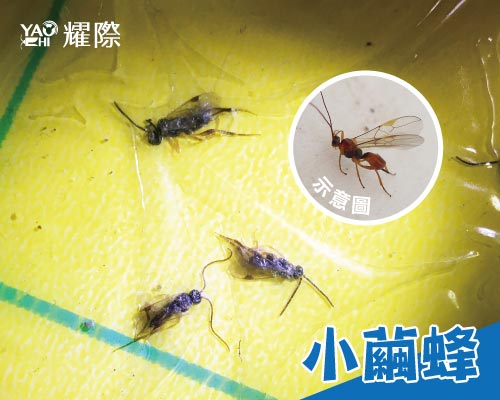 食品工廠飛行性昆蟲 小繭蜂