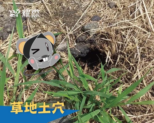 老鼠巢穴 草地地洞 老鼠巢穴 草地地洞
