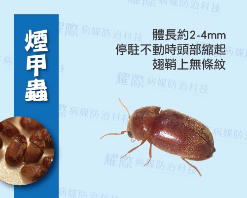 積穀害蟲防治介紹04-6煙甲蟲介紹