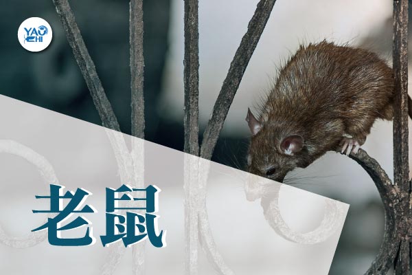居家害蟲 - 居家環境常見病媒-老鼠