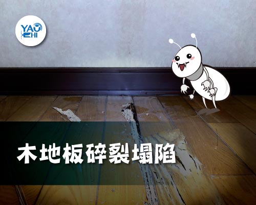 台北 公寓白蟻 防治案例(上)01裝潢木地板白蟻危害塌陷
