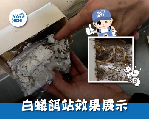 台北 公寓白蟻 防治案例(上)04白蟻餌站效果