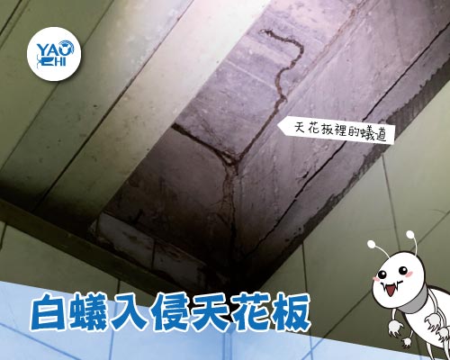 台北 公寓白蟻 防治案例(下)01白蟻入侵天花板