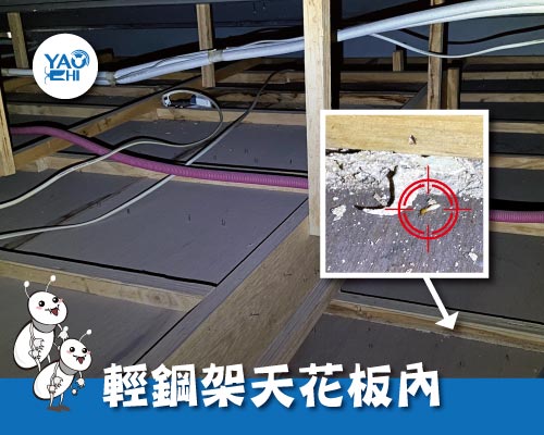 台北 公寓白蟻 防治案例(下)02輕鋼架天花板白蟻