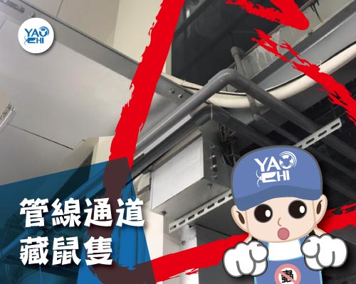 耀際 滅鼠 實例分享：冰箱後方鼠洞01管線通道藏鼠隻