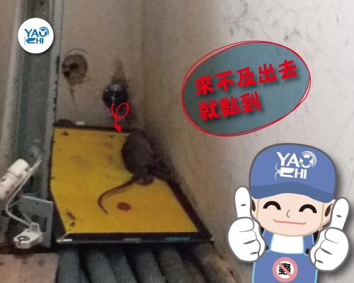 耀際 滅鼠 實例分享：冰箱後方鼠洞03黏鼠板要放哪裡