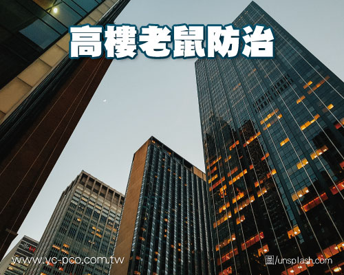高樓老鼠防治 - 屋頂鼠