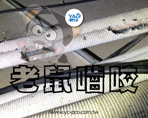 老鼠囓咬啃咬咬痕