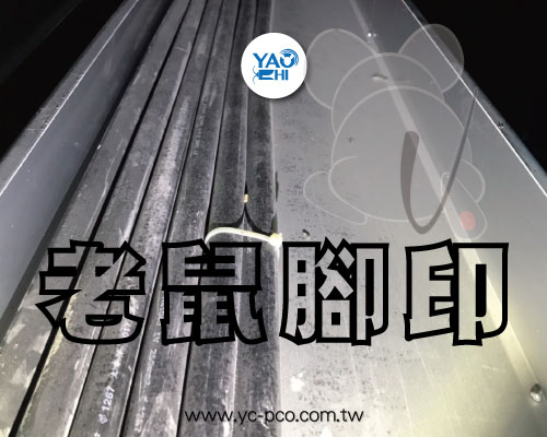 老鼠腳印