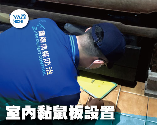 室內防鼠措施-黏鼠板設置
