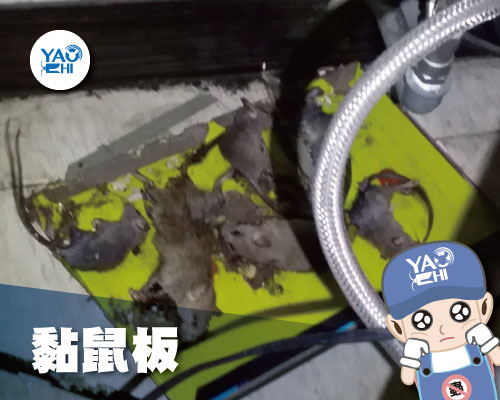 家裡有老鼠 ：鼠害的危害進程01黏鼠板