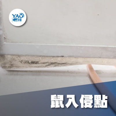 家裡有老鼠：鼠害的危害進程02老鼠入侵洞