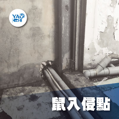 家裡有老鼠：鼠害的危害進程02老鼠入侵點