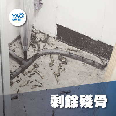 家裡有老鼠：鼠害的危害進程03老鼠吃食剩餘殘骨