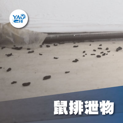 家裡有老鼠：鼠害的危害進程04層架老鼠大便