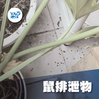 家裡有老鼠：鼠害的危害進程04陽台老鼠大便