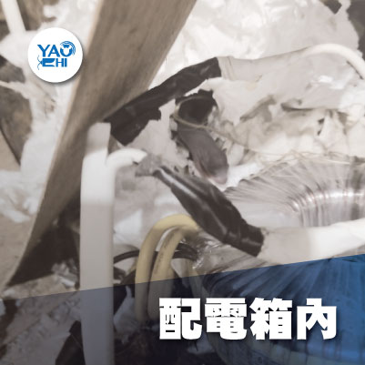 家裡有老鼠：鼠害的危害進程07配電箱內幼鼠