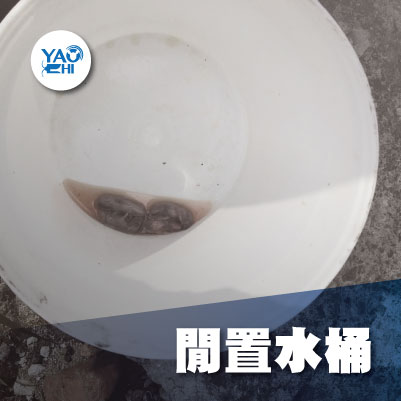 家裡有老鼠：鼠害的危害進程07閒置水桶內幼鼠