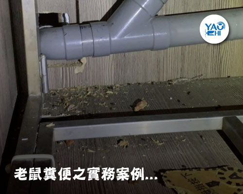家裡有老鼠：鼠害的判斷與分析01原來這就是老鼠大便