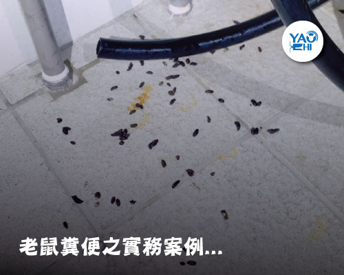家裡有老鼠 ：鼠害的判斷與分析01老鼠糞便實務案例