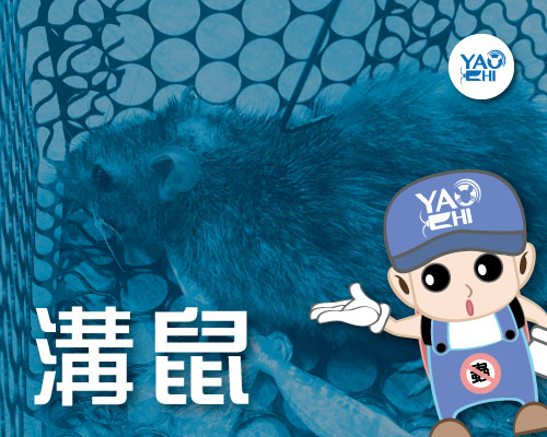 家裡有老鼠：鼠害的判斷與分析02溝鼠大便