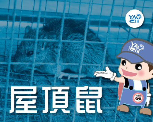 家裡有老鼠：鼠害的判斷與分析03屋頂鼠大便