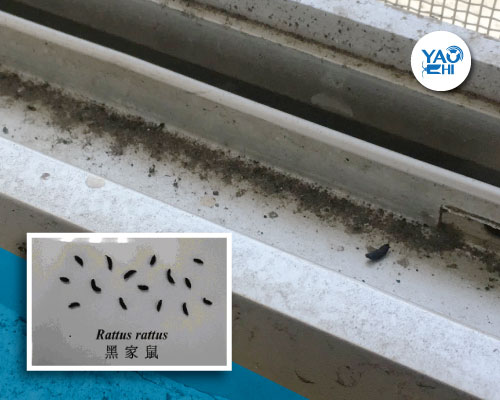 家裡有老鼠：鼠害的判斷與分析03屋頂鼠糞便解析