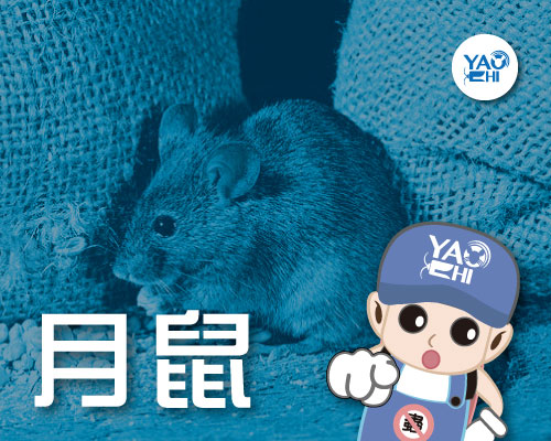 家裡有老鼠：鼠害的判斷與分析04月鼠大便