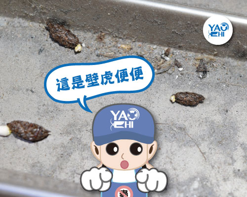 家裡有老鼠：鼠害的判斷與分析05壁虎大便分析