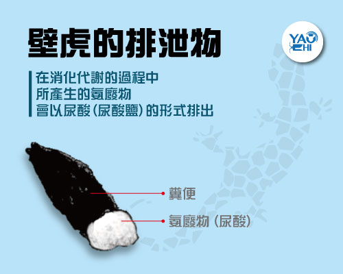 家裡有老鼠：鼠害的判斷與分析05壁虎糞便結構