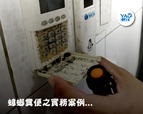 家裡有老鼠：鼠害的判斷與分析06蟑螂大便實務案例