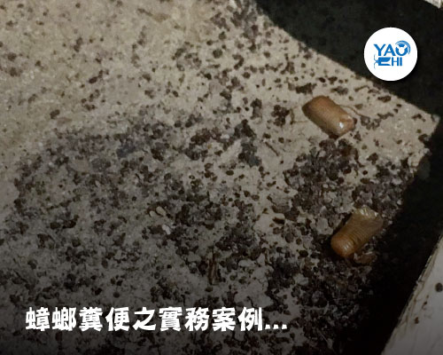家裡有老鼠：鼠害的判斷與分析06蟑螂大便長這樣