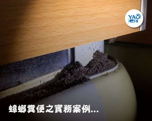 家裡有老鼠：鼠害的判斷與分析06蟑螂排遺結構
