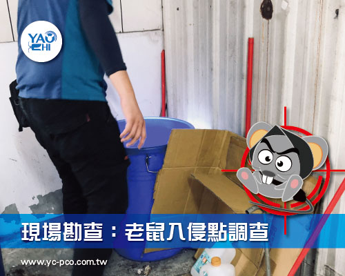 現場勘查：老鼠入侵點調查