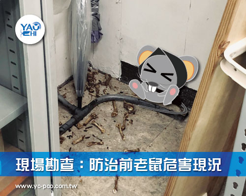 現場勘查：防治前老鼠危害現況