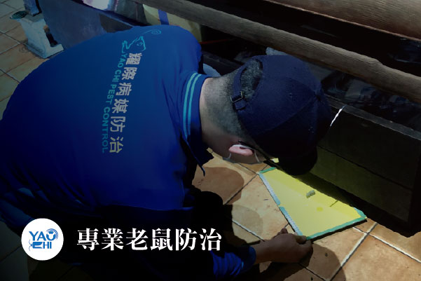 老鼠防治介紹02室內用黏鼠板捕鼠