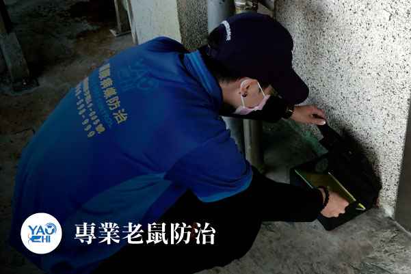 老鼠防治介紹02捕鼠站的黏鼠板