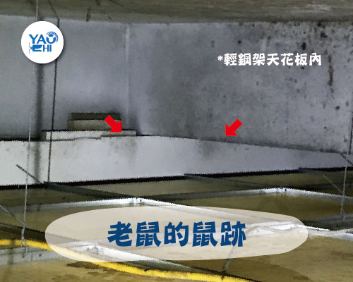 04老鼠-足跡-鼠痕