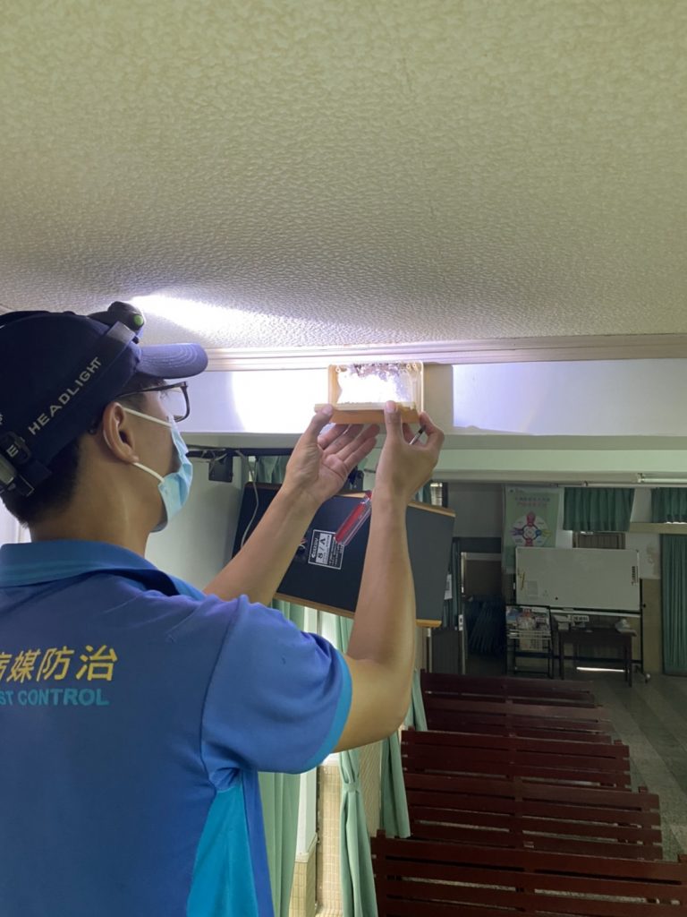 白蟻防治應注重「預防為主、綜合防治」