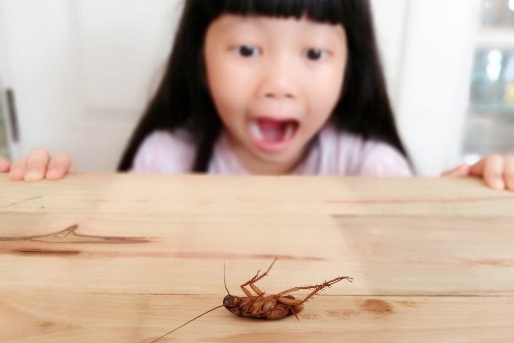 蟑螂好嚇人，該怎麼防止蟑螂出現？